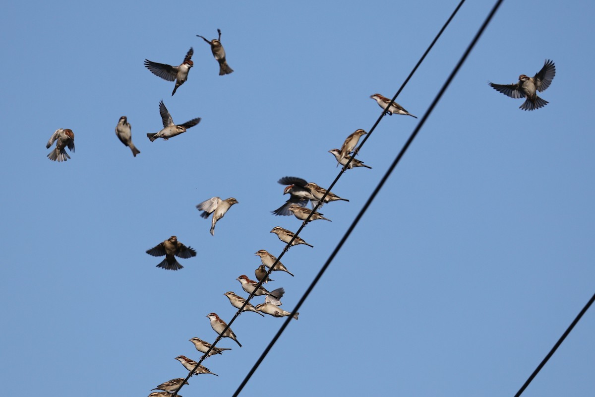 kanelspurv - ML646676653