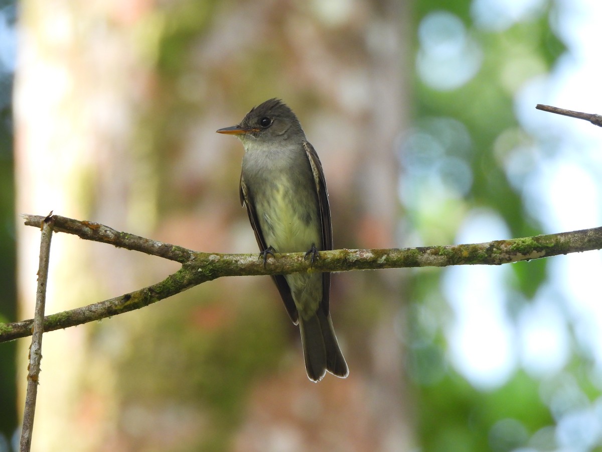 østpivi - ML646676654