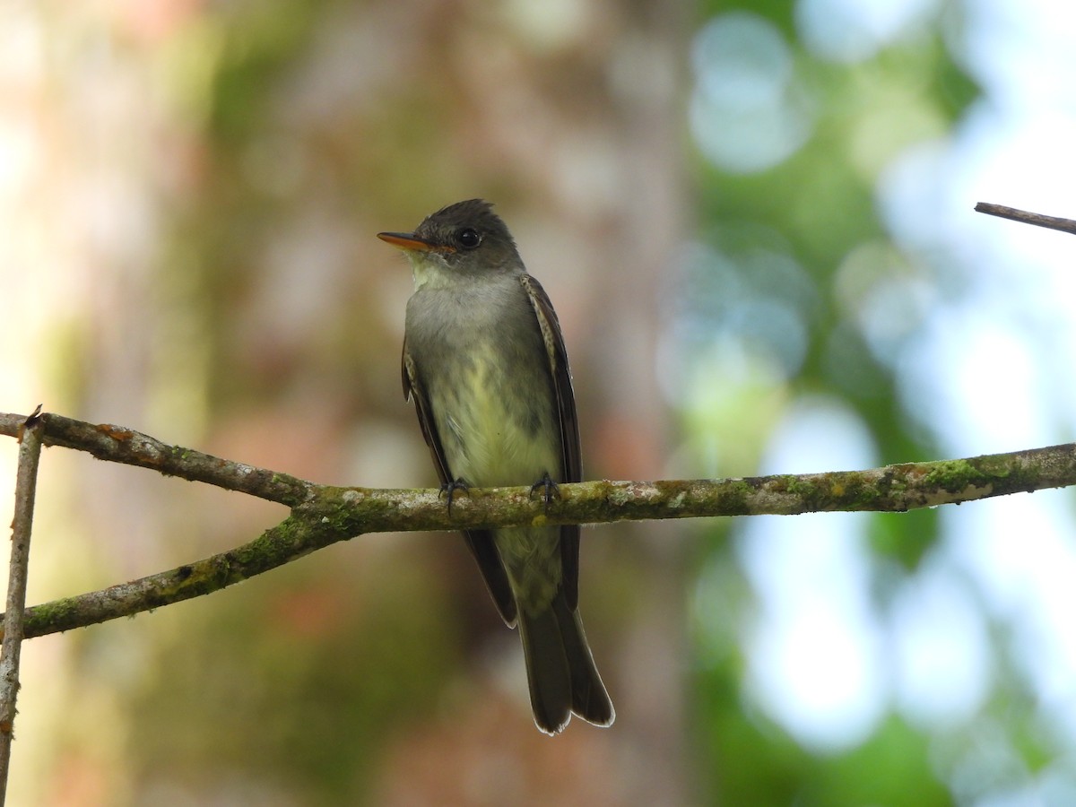 østpivi - ML646676655