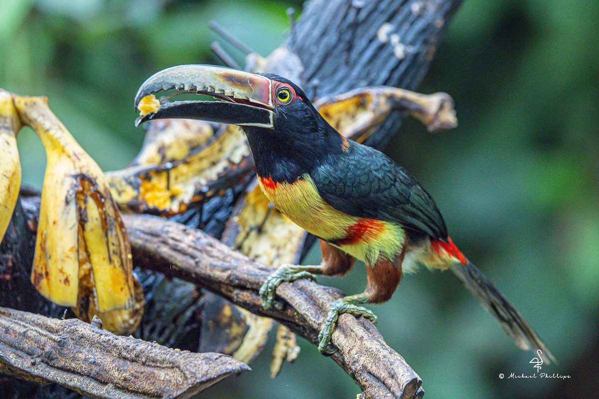 svartbeltetukan - ML646676657