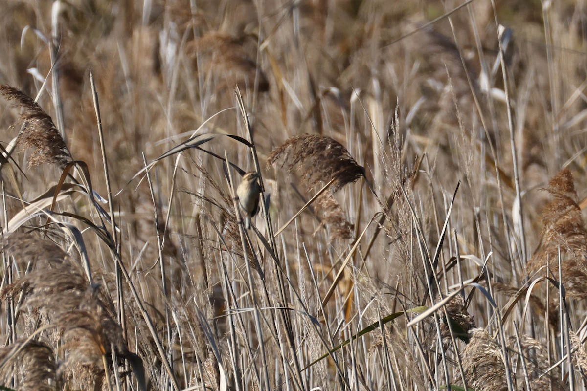 sivspurv - ML646676658