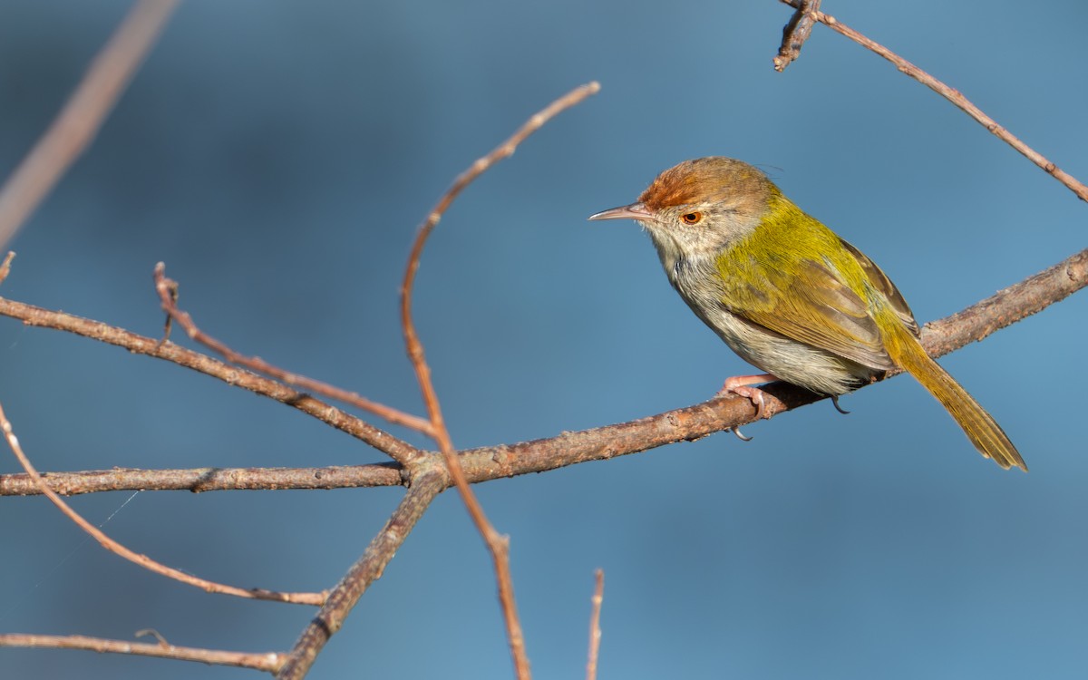 langstjertskredderfugl - ML646676660