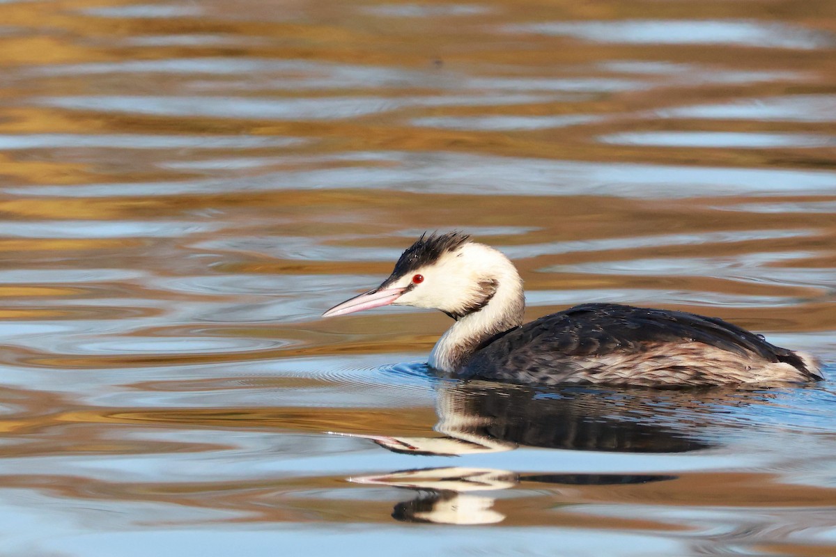 toppdykker - ML646676662