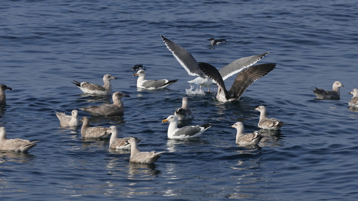 kaliforniasvartbak - ML646676664