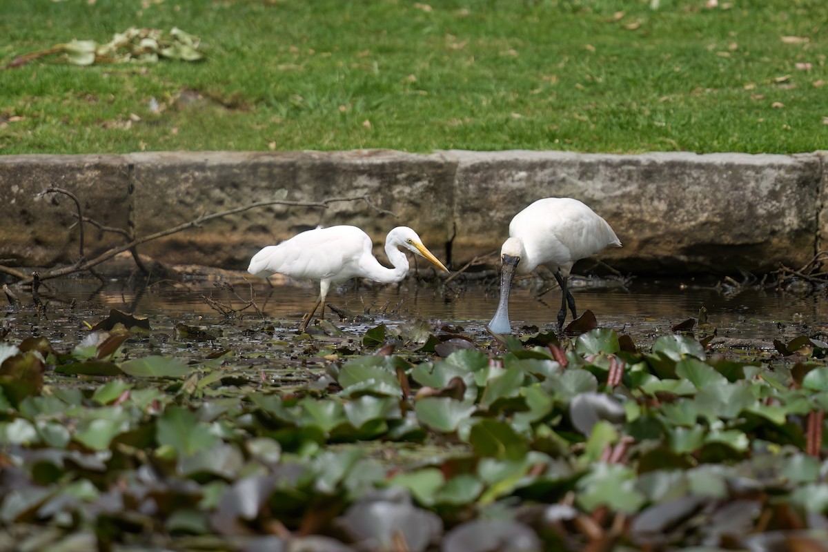 egretthegre - ML646676665