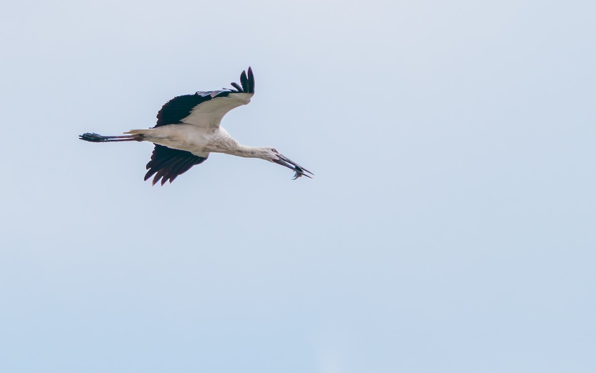 svartnebbstork - ML646676667