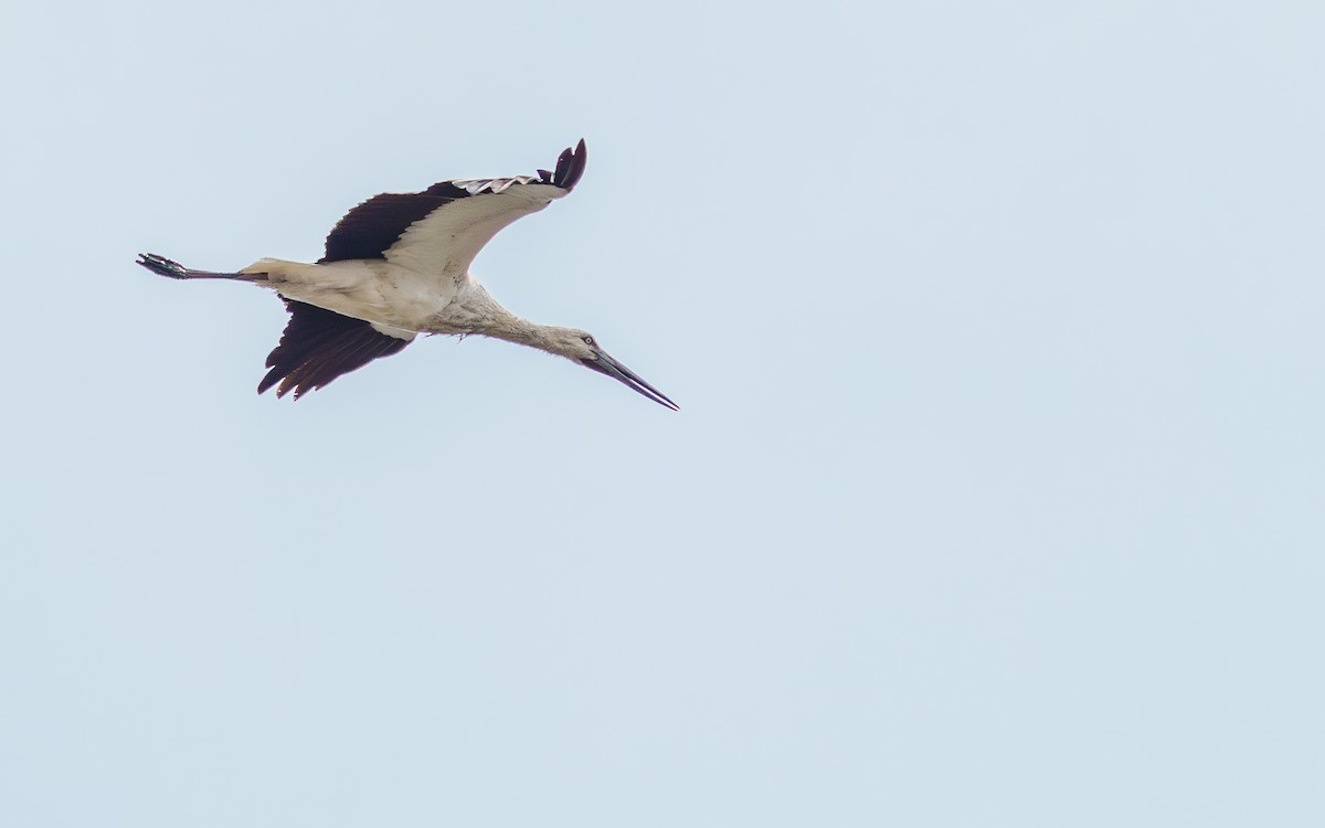 svartnebbstork - ML646676668