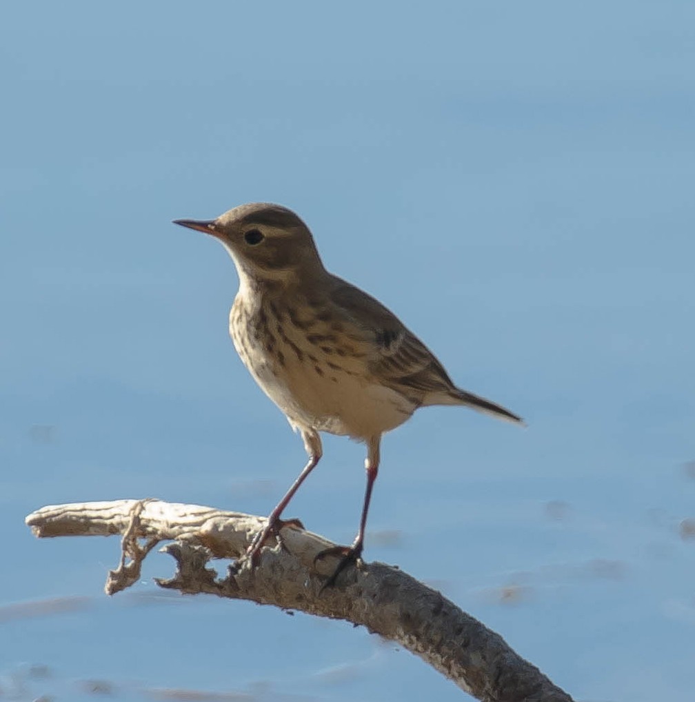 kanadapiplerke - ML646676671