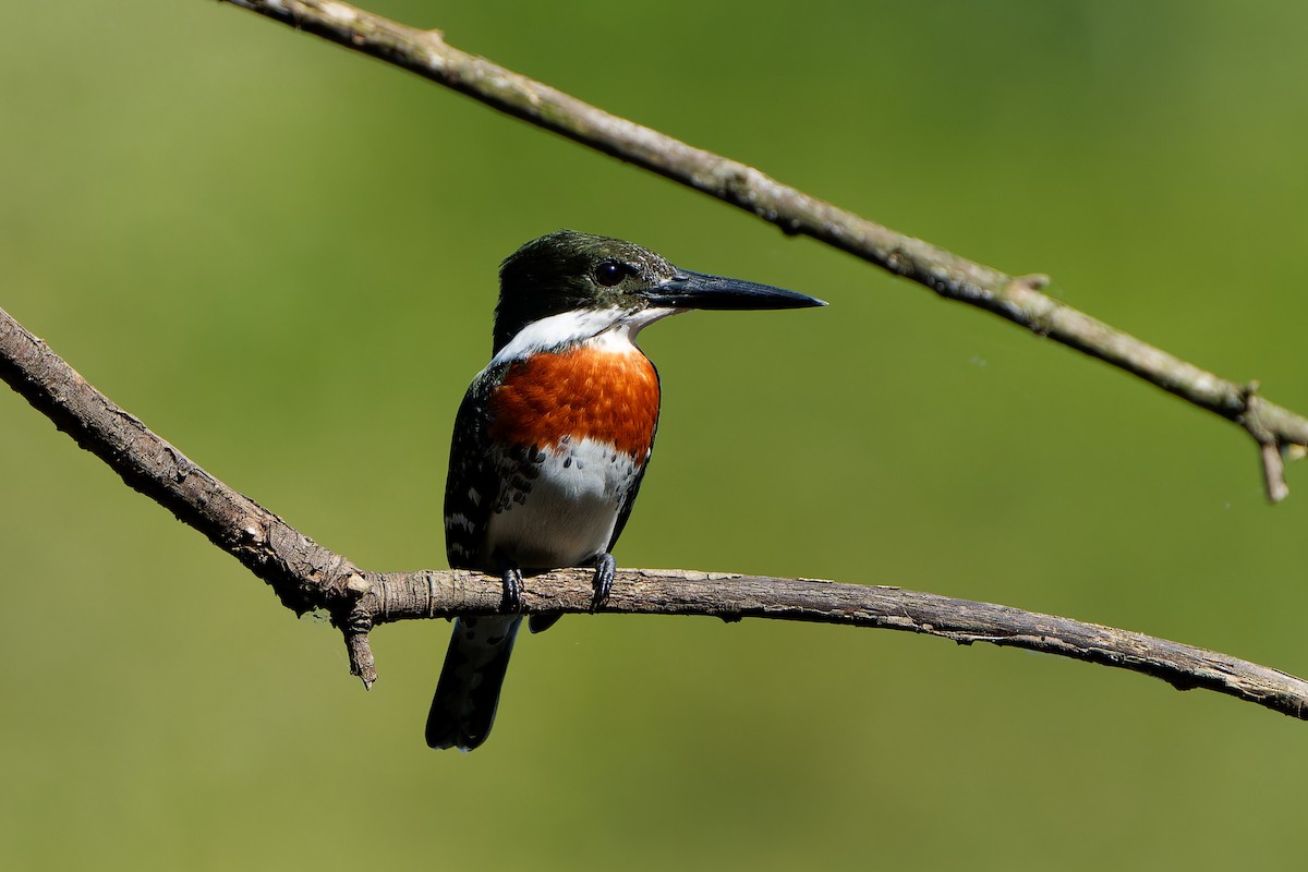 grønnisfugl - ML646676673