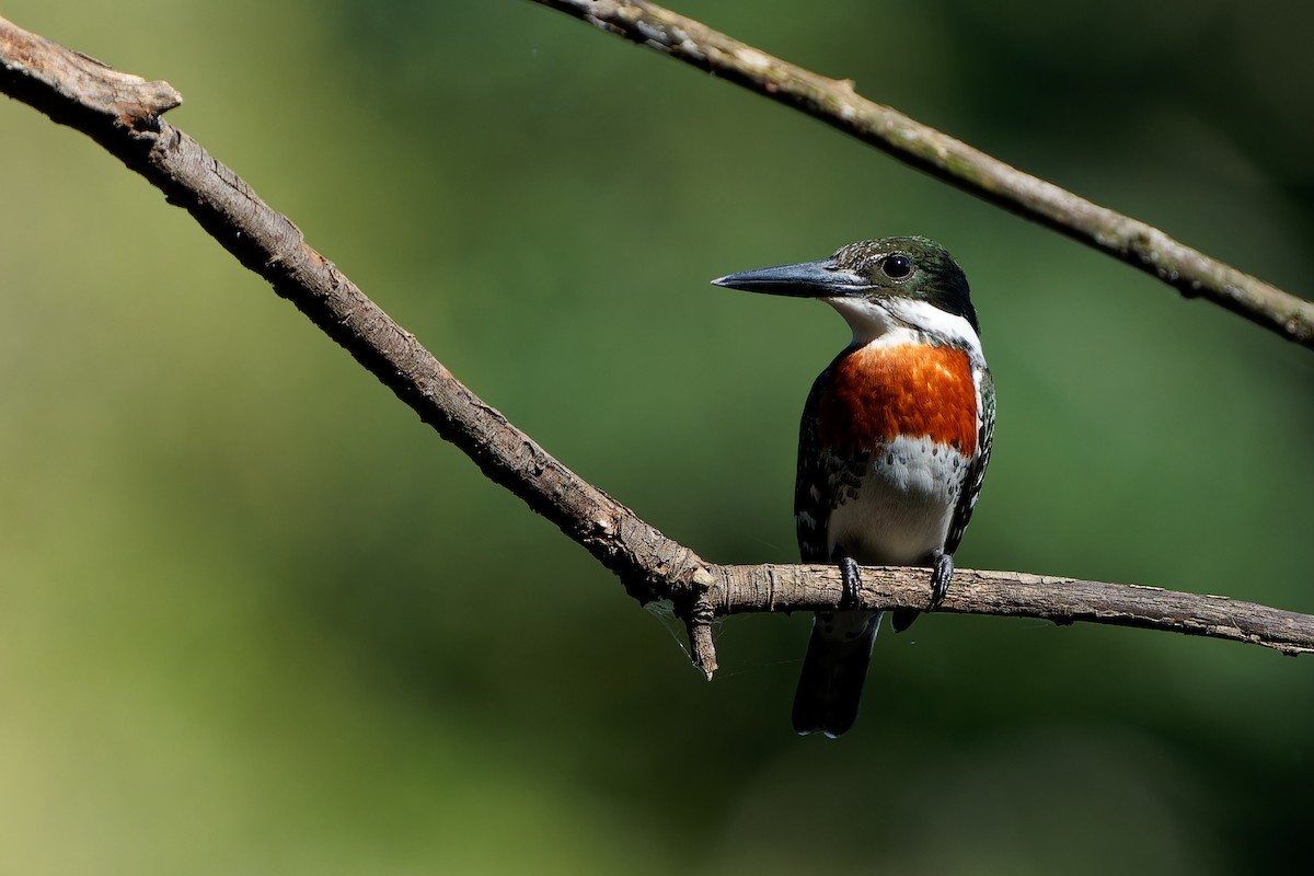 grønnisfugl - ML646676674