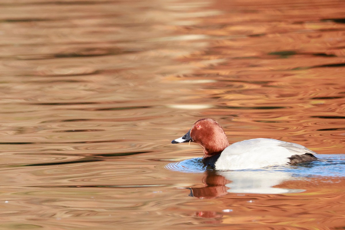 Common Pochard - ML646676675