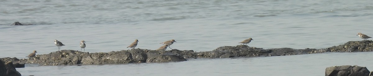 tibetlo - ML646676676