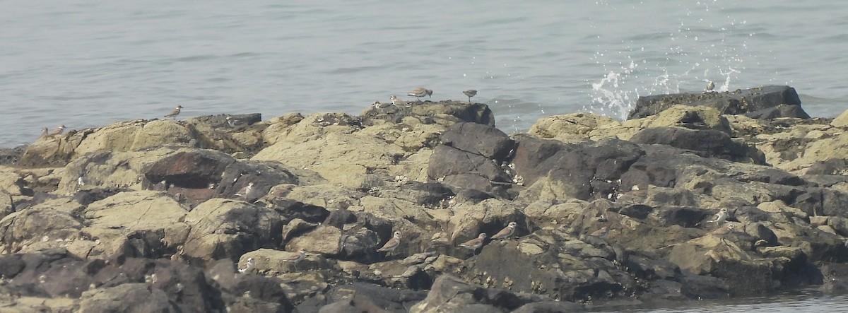 tibetlo - ML646676677