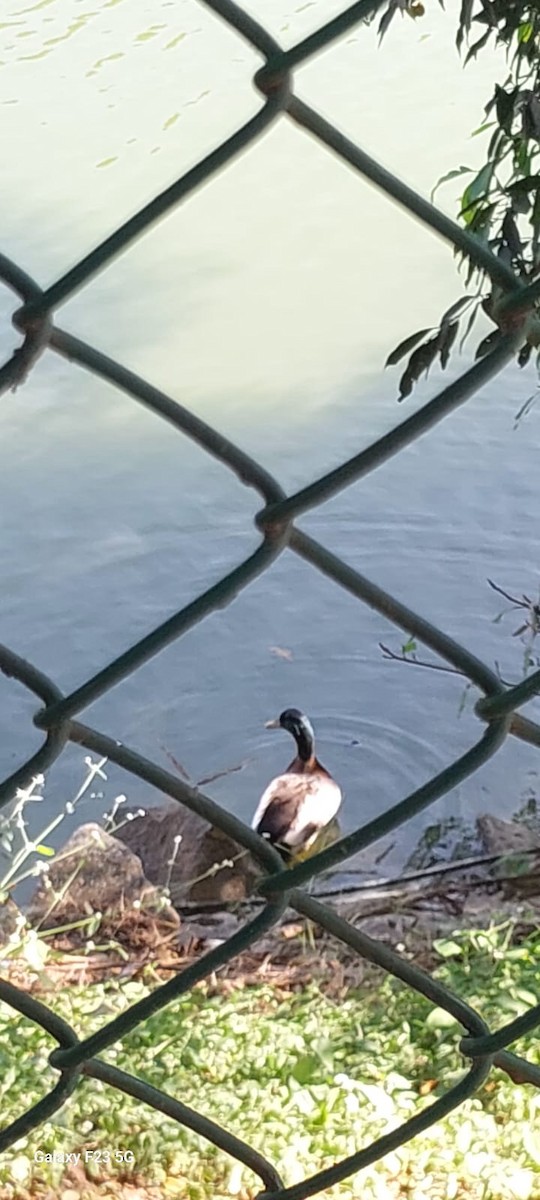 stokkand (domestisert) - ML646676679