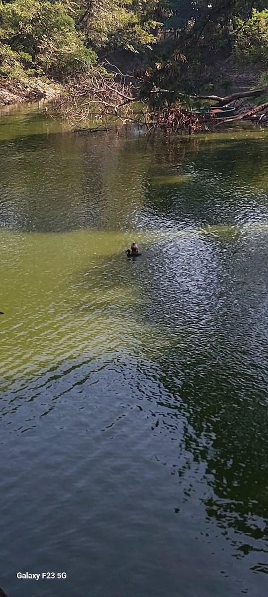 stokkand (domestisert) - ML646676681