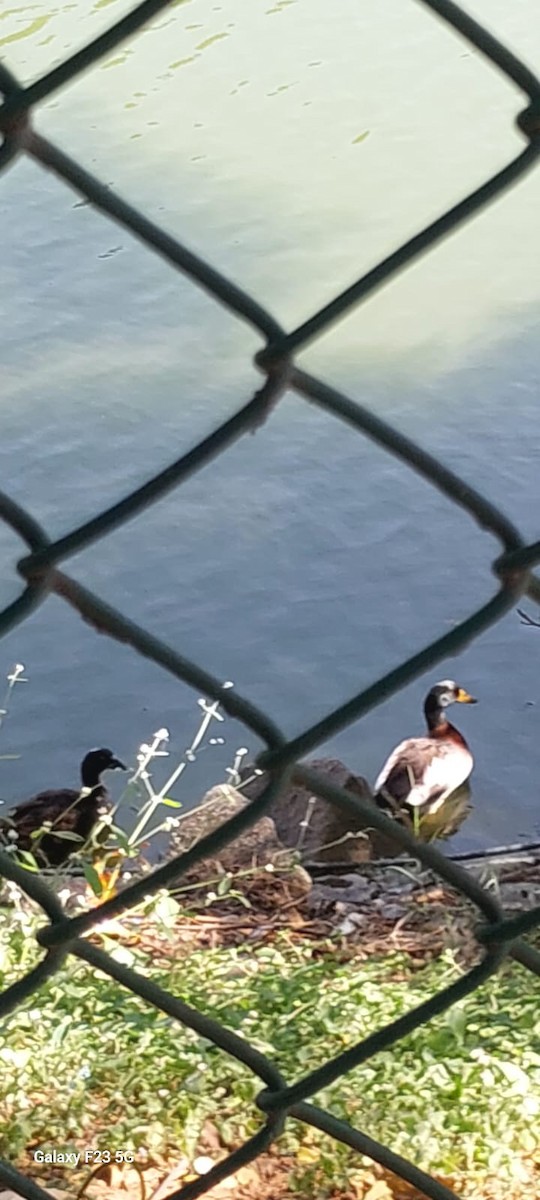 stokkand (domestisert) - ML646676682