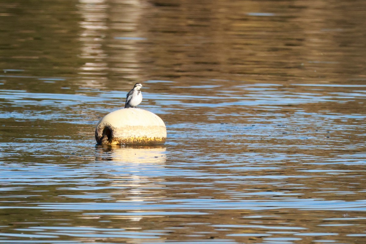 Japanese Wagtail - ML646676683