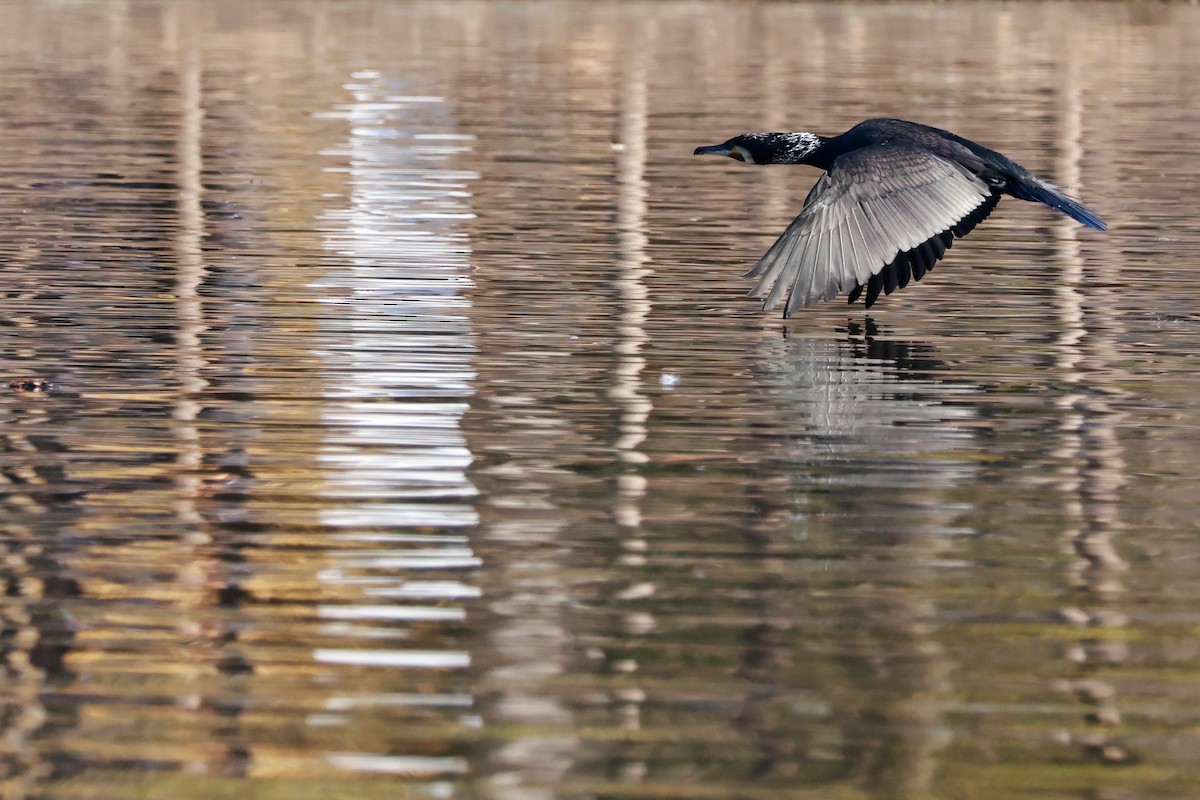 Great Cormorant - ML646676687