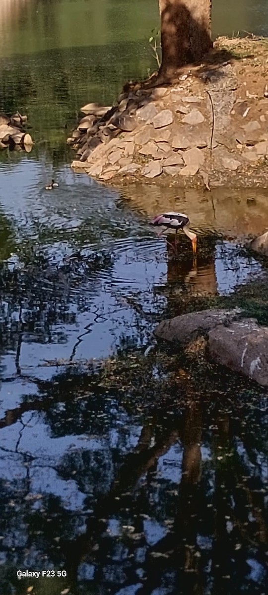 Painted Stork - ML646676688