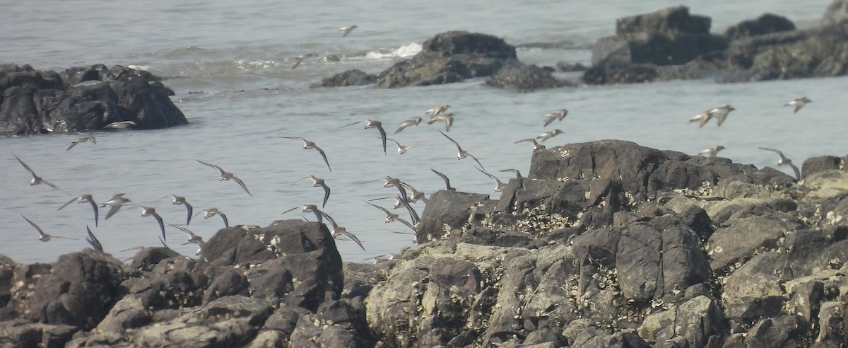 Tibetan Sand-Plover - ML646676689