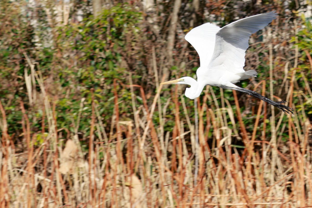 Great Egret - ML646676691