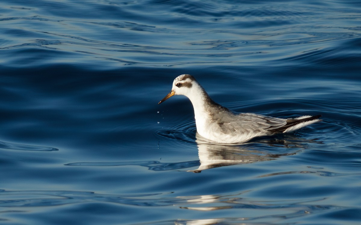 Red Phalarope - ML646676692