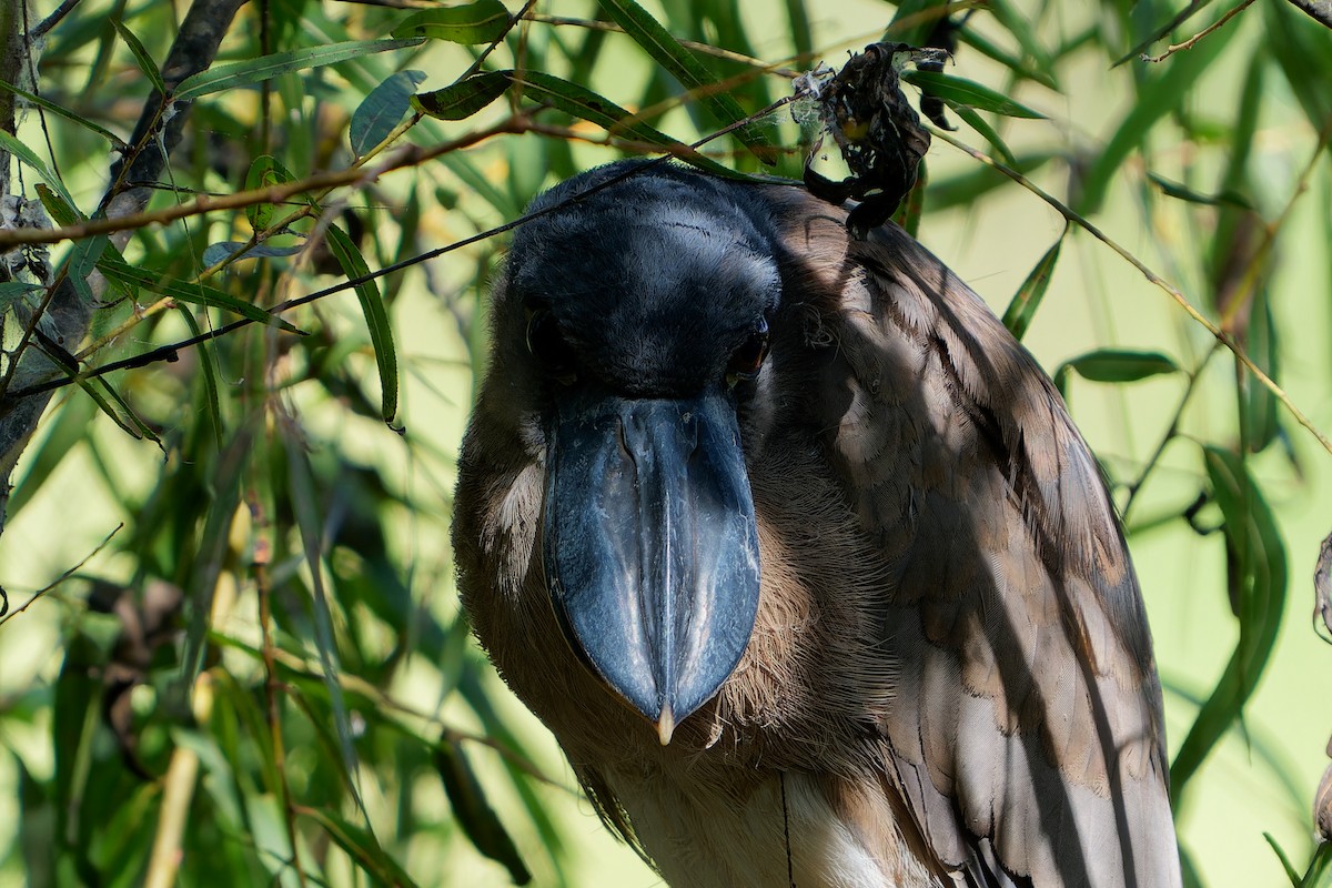 Boat-billed Heron - ML646676694