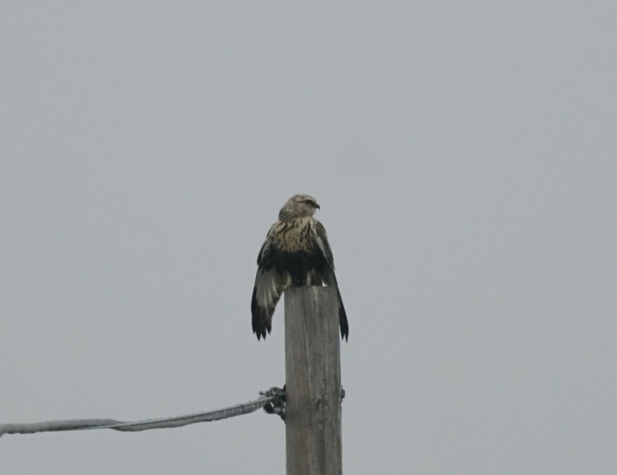 Rough-legged Hawk - ML646676695