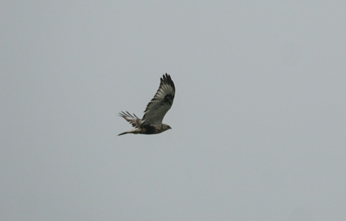 Rough-legged Hawk - ML646676696