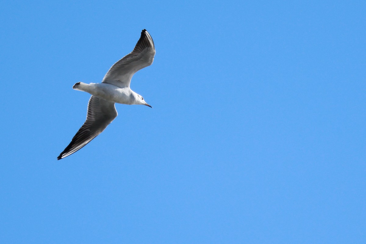 Black-headed Gull - ML646676697