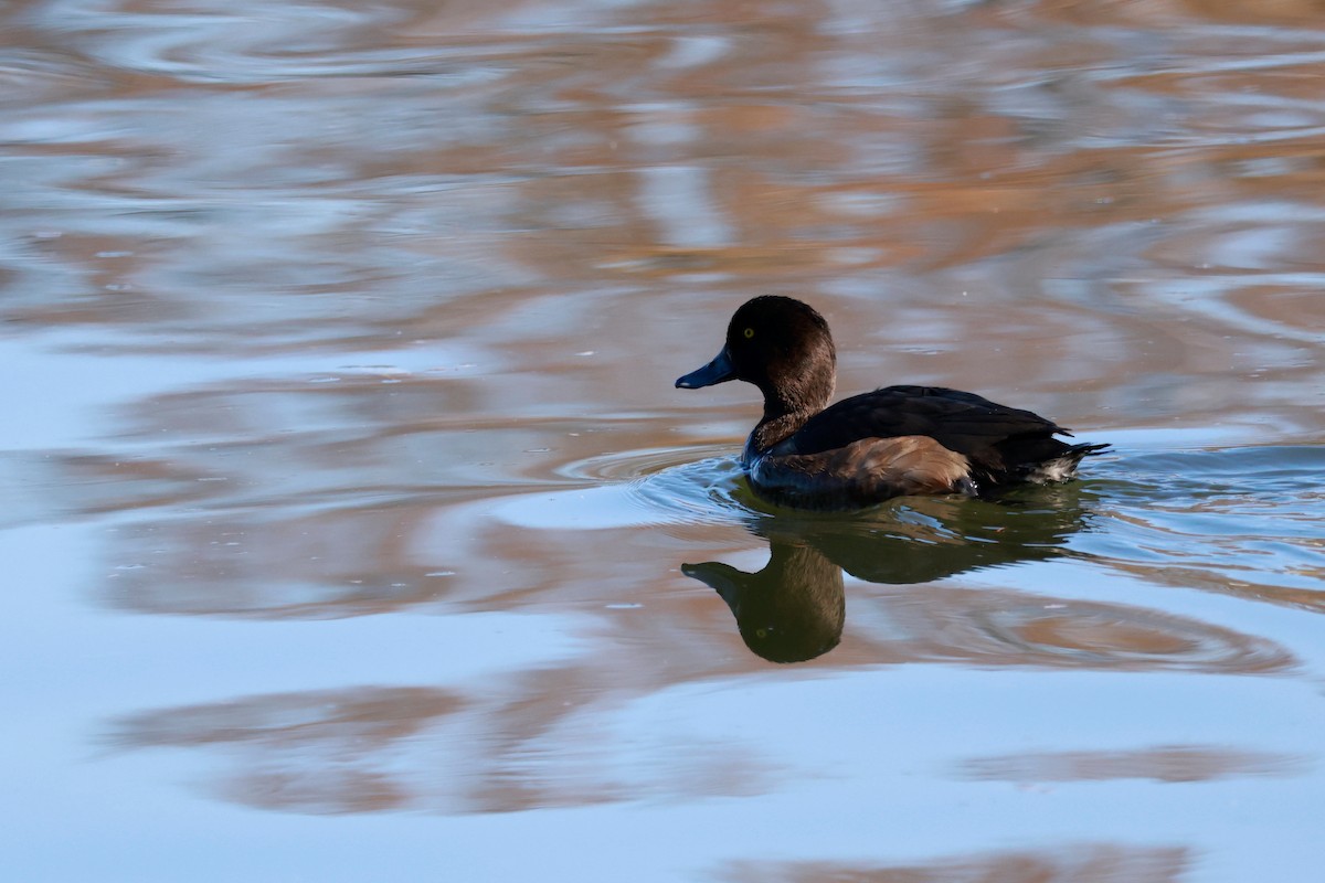 Tufted Duck - ML646676699