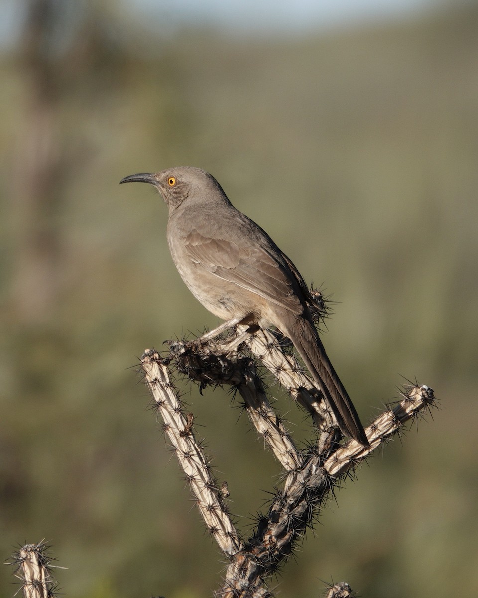 Curve-billed Thrasher - ML646676700