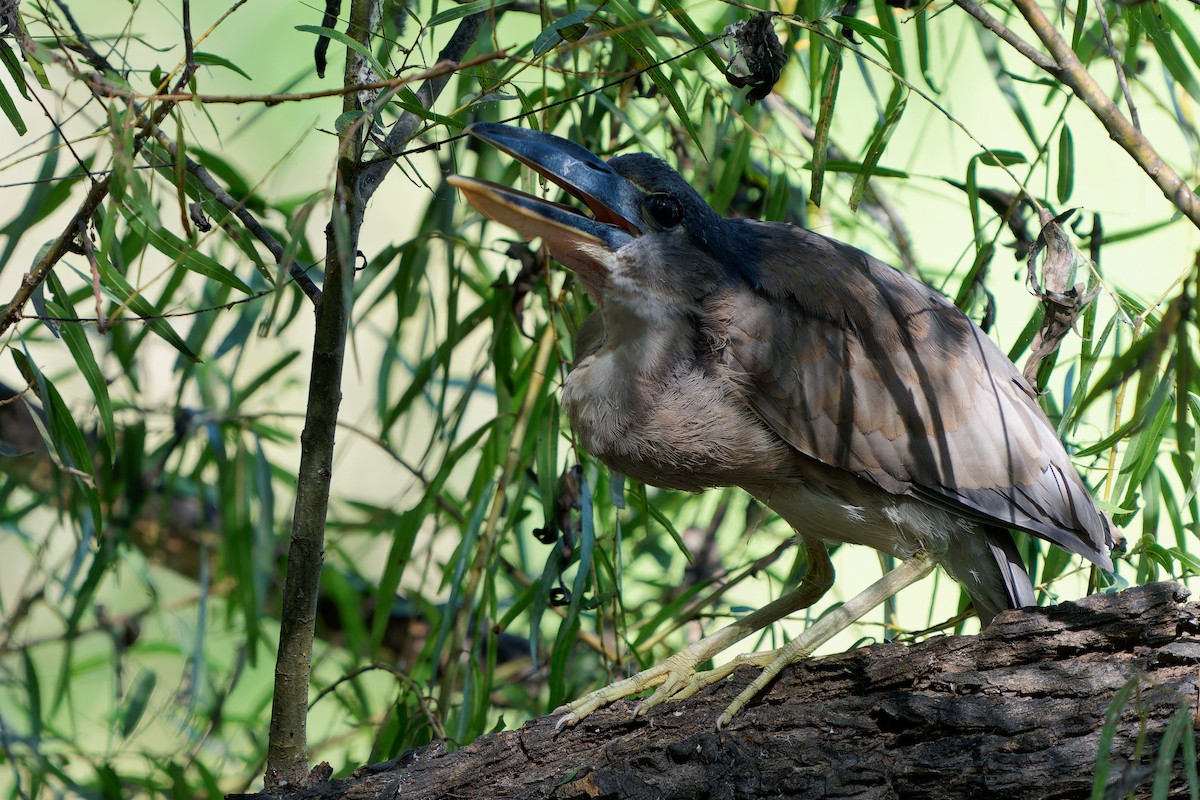 Boat-billed Heron - ML646676701