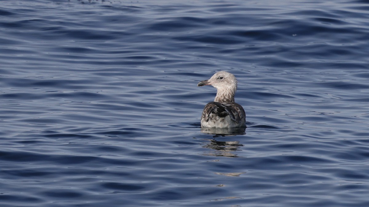 American Herring Gull - ML646676703