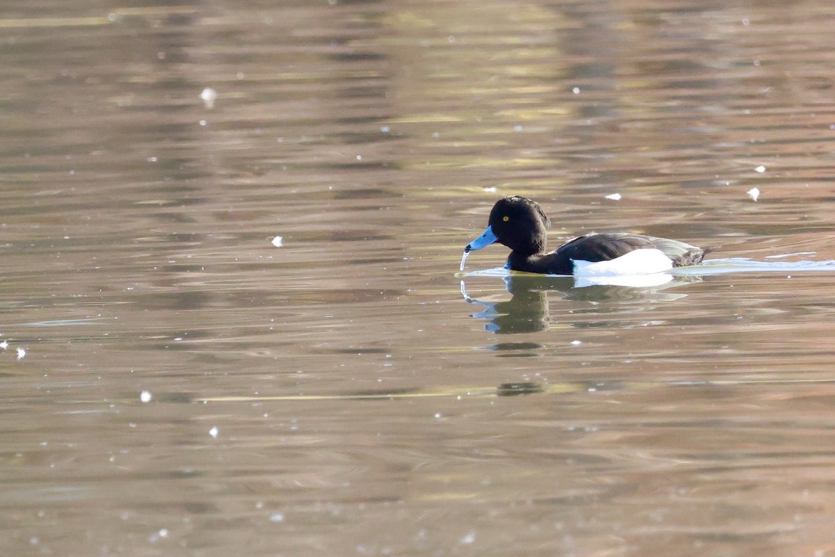 Tufted Duck - ML646676704