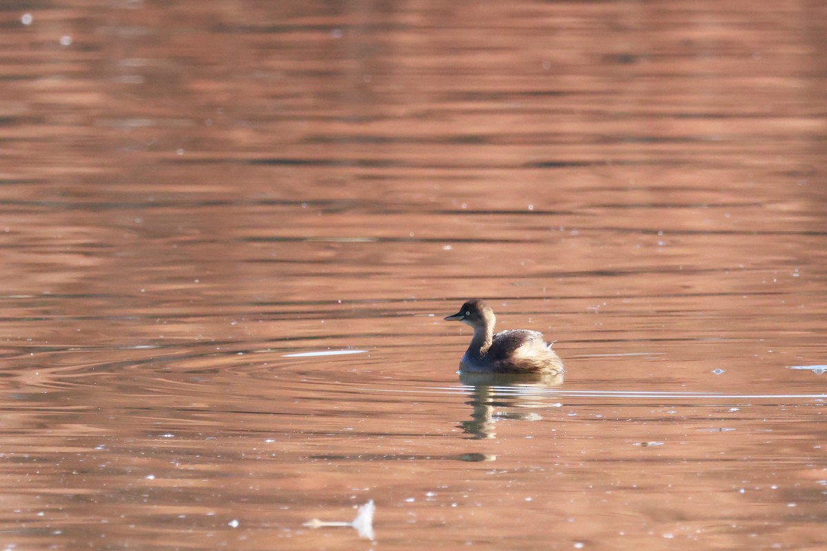 Little Grebe - ML646676705