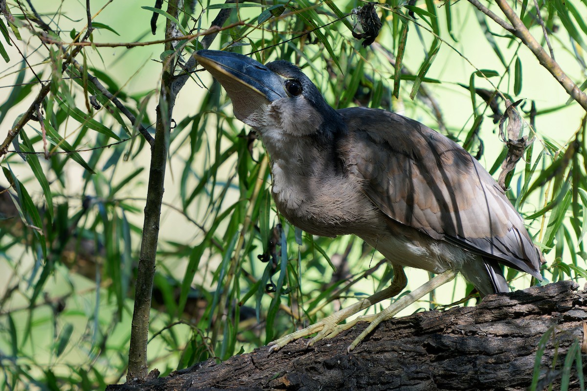 Boat-billed Heron - ML646676707