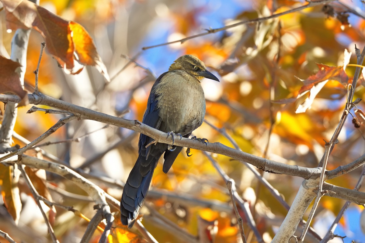 Great-tailed Grackle - ML646676708