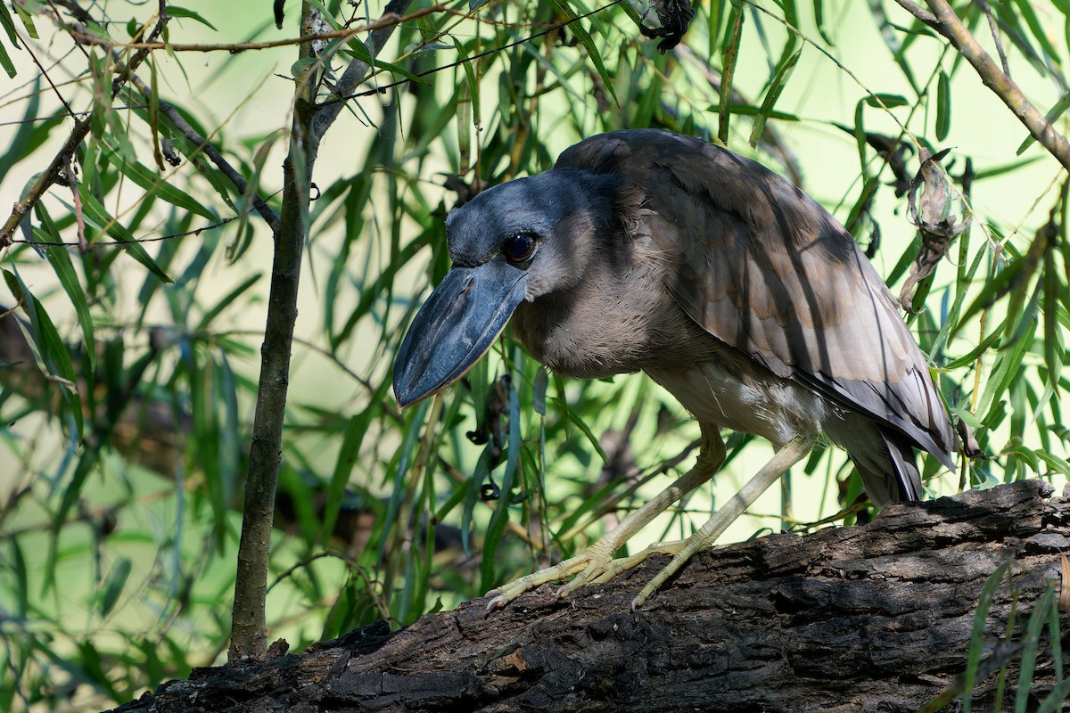 Boat-billed Heron - ML646676710