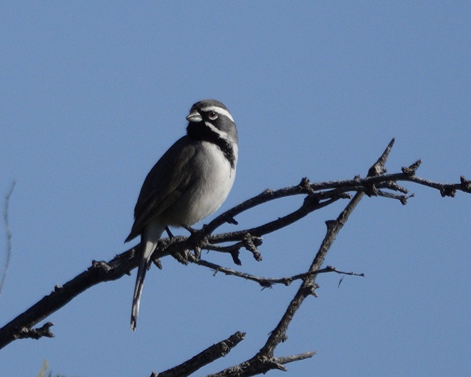Black-throated Sparrow - ML646676712