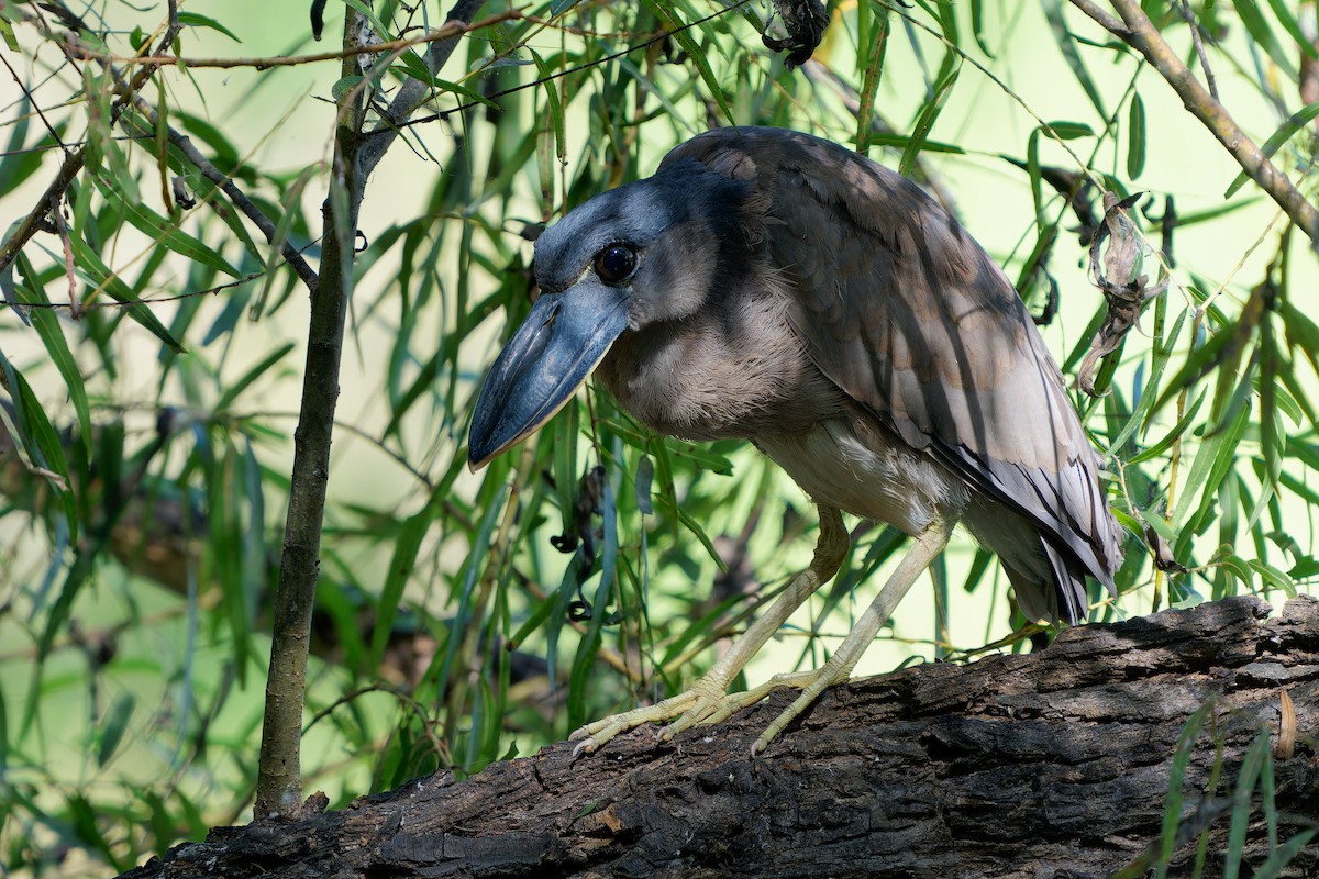 Boat-billed Heron - ML646676713