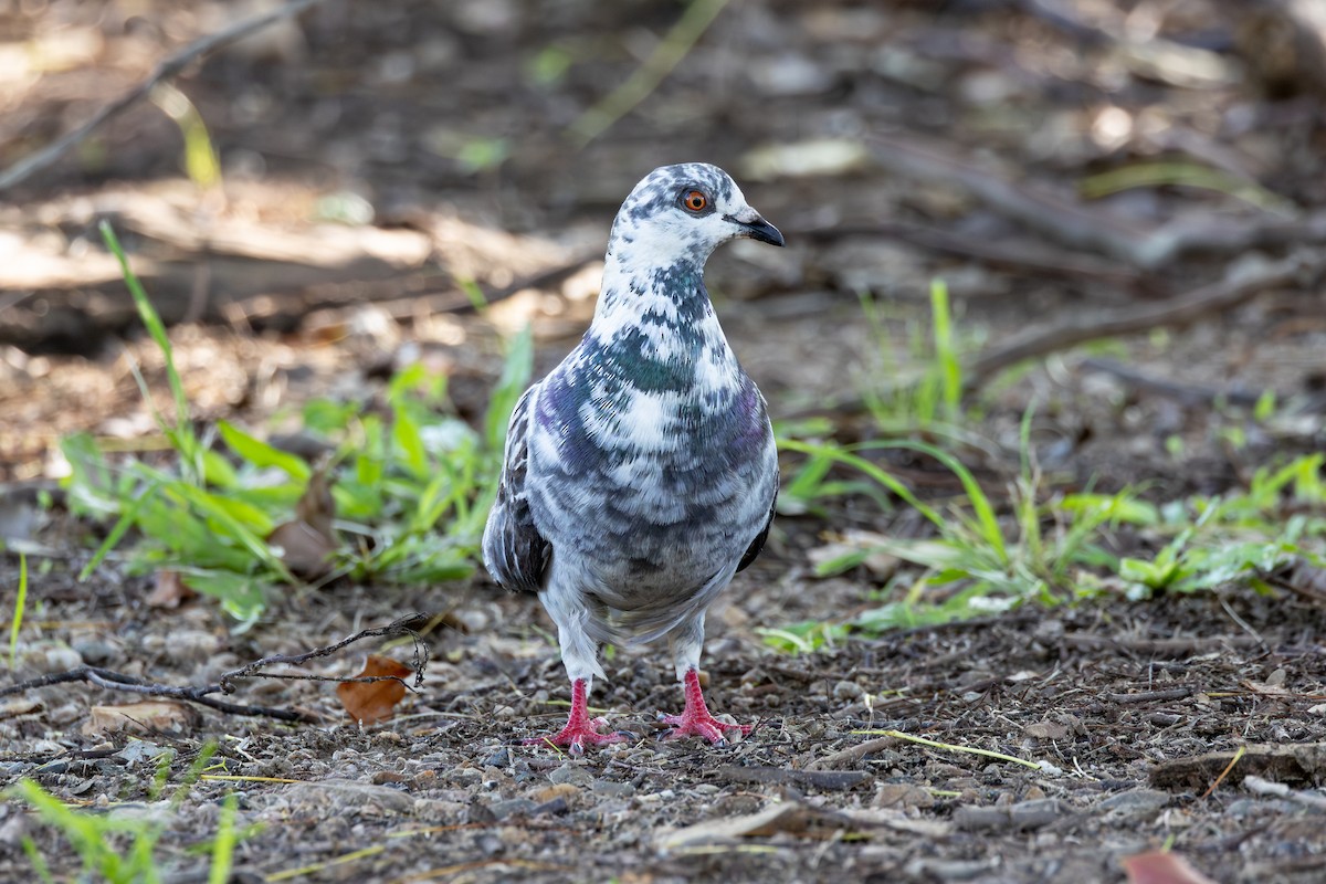 Rock Pigeon (Feral Pigeon) - ML646676714