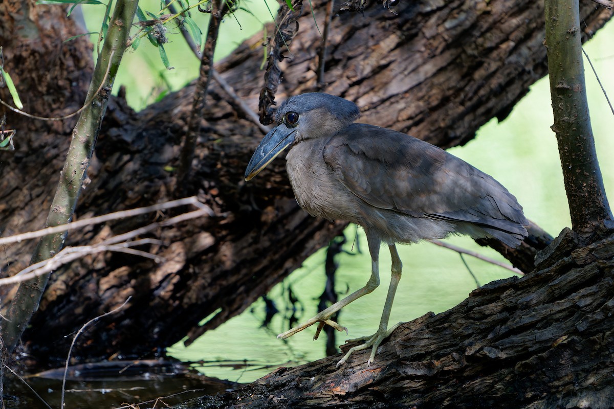 Boat-billed Heron - ML646676719