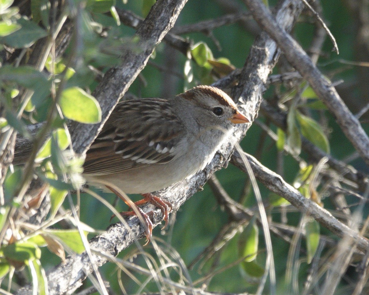 White-crowned Sparrow - ML646676720
