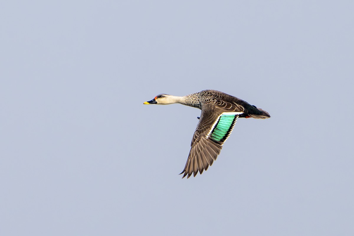 Indian Spot-billed Duck - ML646676721