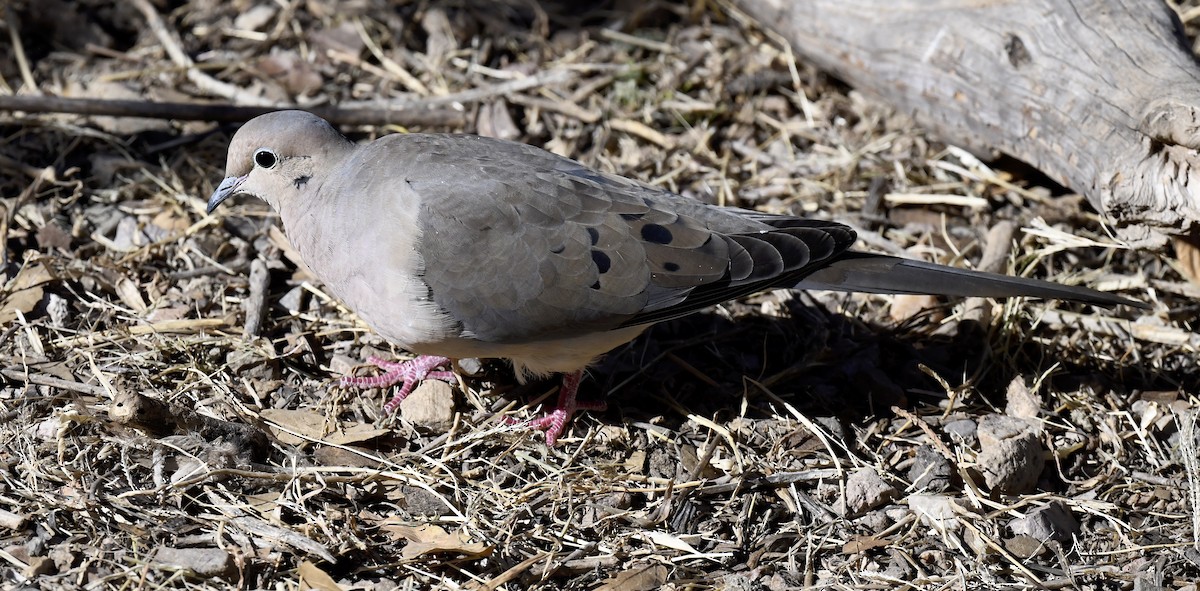 Uzun Kuyruklu Kumru - ML646676723