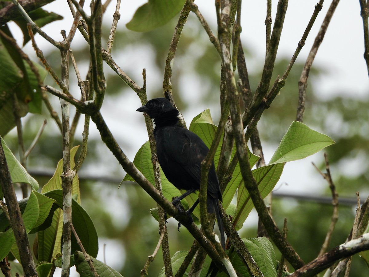 Melodious Blackbird - ML646676725