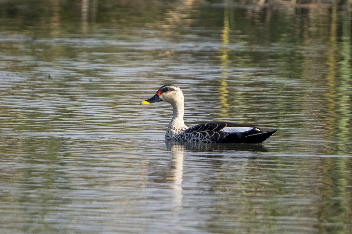 Ahate mokopikart indiarra - ML646676726