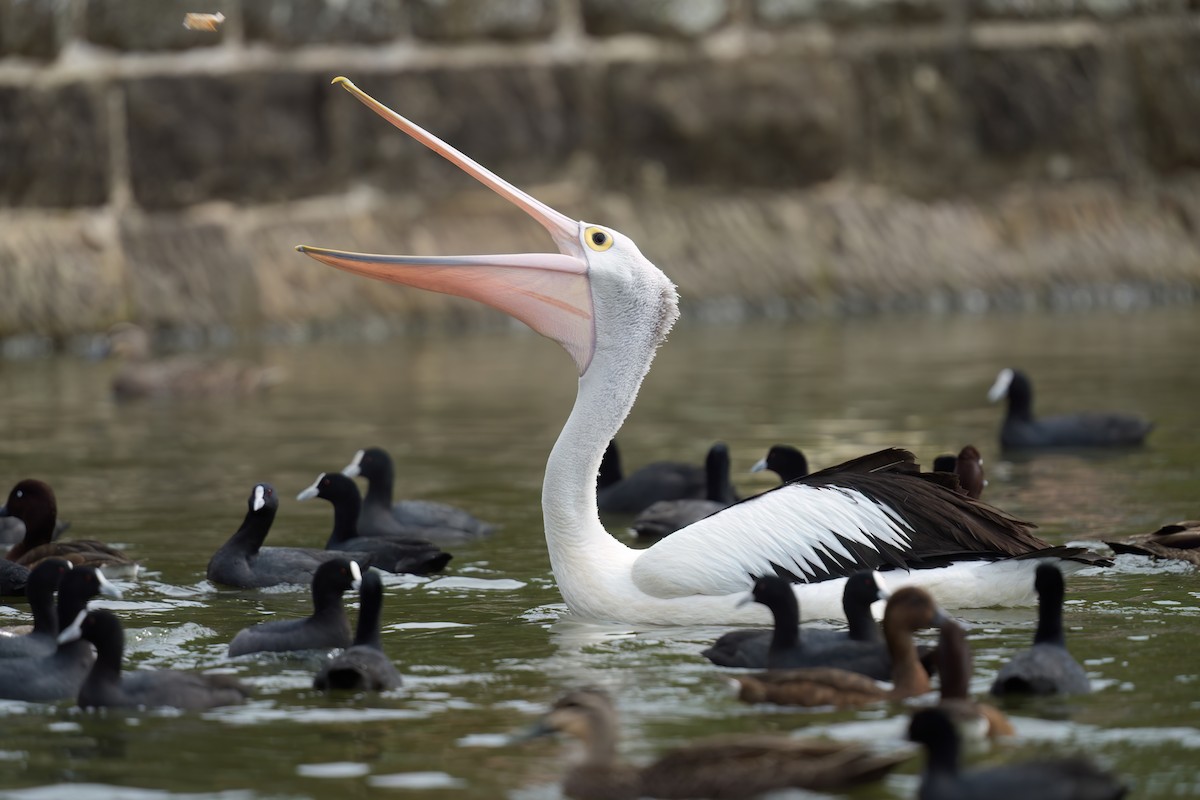 Pelícano Australiano - ML646676727