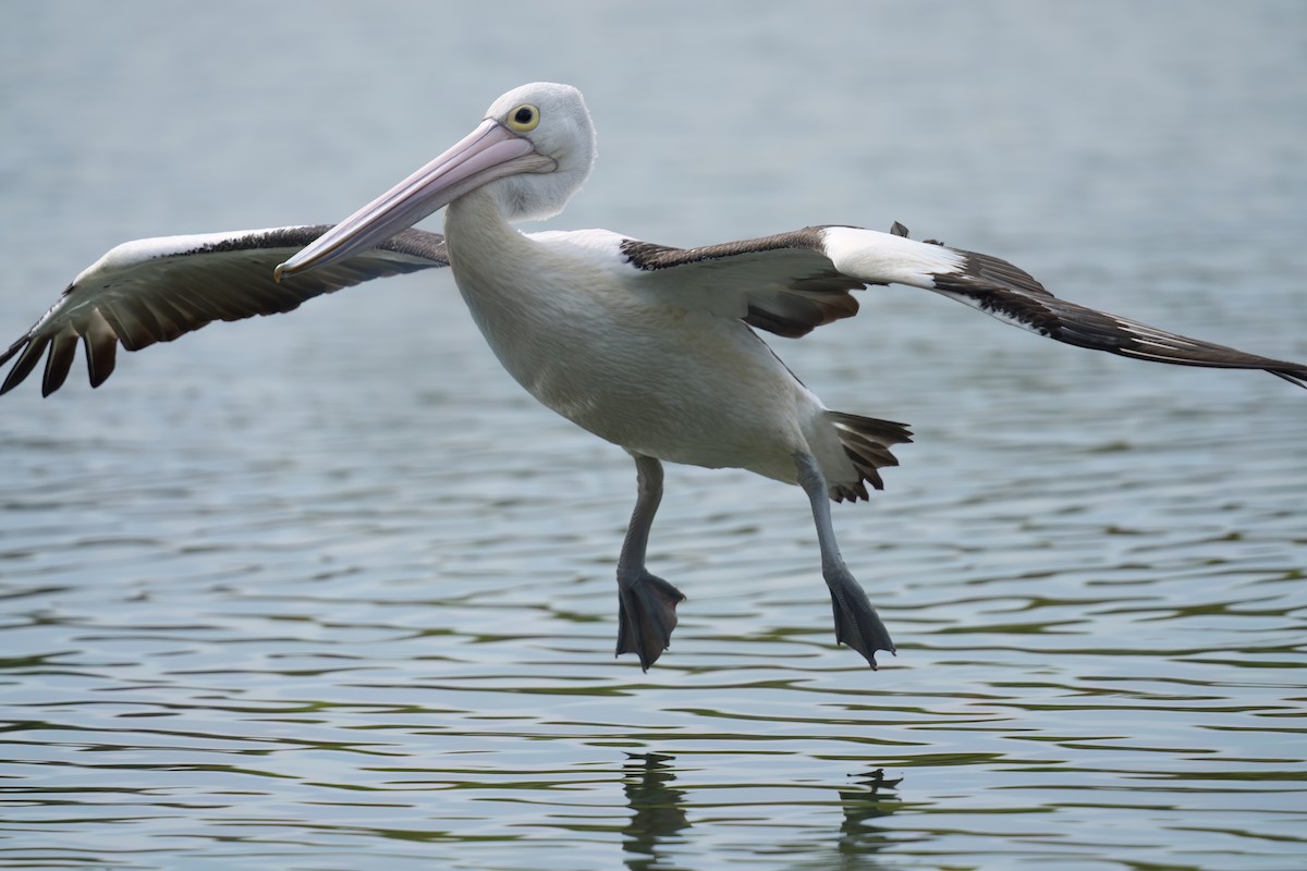 Pelícano Australiano - ML646676728